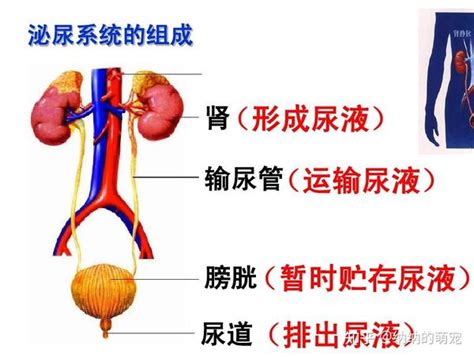 泌尿系統 常識|常識 4